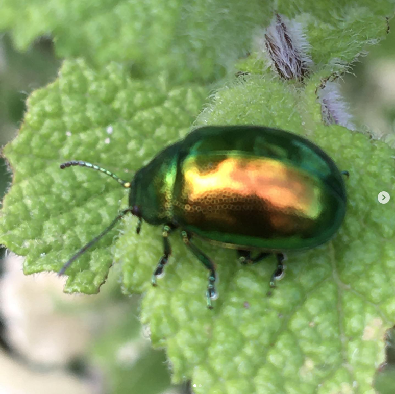 foto van de tuin